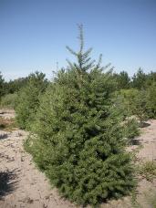 Douglas Fir